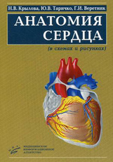 Анатомия сердца (в схемах и рисунках)