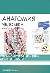 Анатомия человека. Карточки (47 шт). Спинномозговые нервы. Органы чувств. Русские и латинские названия анатомических структур