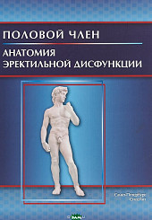 Половой член. Анатомия эректильной дисфункции