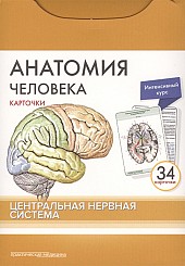 Анатомия человека. Карточки (34 шт). Центральная нервная система. Русские и латинские названия анатомических структур 