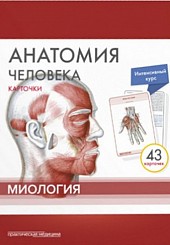 Анатомия человека. Карточки (43шт). Миология. Русские и латинские названия анатомических структур