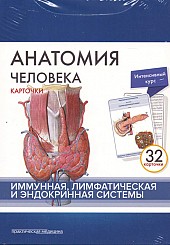 Анатомия человека. Карточки (32шт). Имунная, лимфатическая и эндокринная системы. Русские и латинские названия анатомических структур 