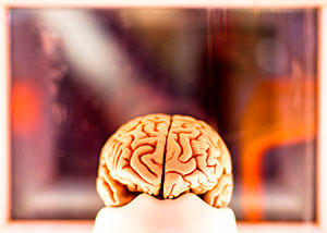 Ученые вырастили человеческий мозг в лабораторных условиях